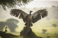 White-backed Vulture (Gyps africanus) spreading wings standing on a branch