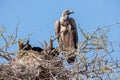 White-backed vulture (Gyps africanus)