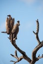 White-backed vulture (Gyps africanus)