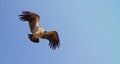 White Backed Vulture Royalty Free Stock Photo