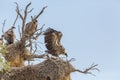 White backed Vulture in Kgalagadi transfrontier park, South Africa Royalty Free Stock Photo