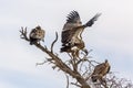 White backed Vulture in Kgalagadi transfrontier park, South Africa Royalty Free Stock Photo