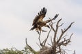 White backed Vulture in Kgalagadi transfrontier park, South Africa Royalty Free Stock Photo