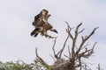 White backed Vulture in Kgalagadi transfrontier park, South Africa Royalty Free Stock Photo