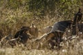 White backed Vulture in Kruger National park, South Africa Royalty Free Stock Photo