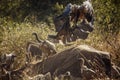 White backed Vulture in Kruger National park, South Africa Royalty Free Stock Photo