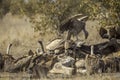 White backed Vulture in Kruger National park, South Africa Royalty Free Stock Photo