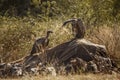 White backed Vulture in Kruger National park, South Africa Royalty Free Stock Photo