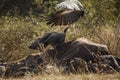 White backed Vulture in Kruger National park, South Africa Royalty Free Stock Photo