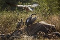 White backed Vulture in Kruger National park, South Africa Royalty Free Stock Photo