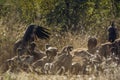 White backed Vulture in Kruger National park, South Africa Royalty Free Stock Photo