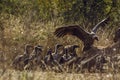 White backed Vulture in Kruger National park, South Africa Royalty Free Stock Photo