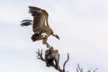 White backed Vulture in Kgalagadi transfrontier park, South Africa Royalty Free Stock Photo