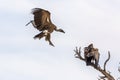 White backed Vulture in Kgalagadi transfrontier park, South Africa Royalty Free Stock Photo