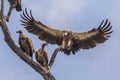 White backed vulture landing in tree