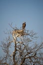 White-backed vulture in a nest Royalty Free Stock Photo