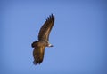 White Backed Vulture soaring Royalty Free Stock Photo