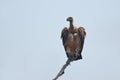 White-backed Vulture