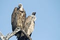 White backed vultures