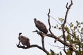 White-backed Vultures on bare tree trunk