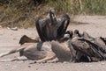 White-backed vultures eat the carcass of a dead Greater Kudu, Chobe National Park, Botswana Royalty Free Stock Photo