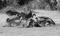 White-backed vultures eat the carcass of a dead Greater Kudu, Chobe National Park, Botswana in black and white Royalty Free Stock Photo