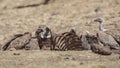 White-backed Vultures Feeding on Carcass Royalty Free Stock Photo