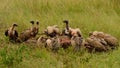 White-backed Vultures feeding Royalty Free Stock Photo