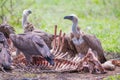 White-backed vultures feeding Royalty Free Stock Photo