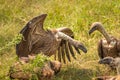 White backed Vultures fighting, Lake Mburo National Park, Uganda.