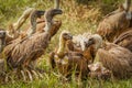 White-backed vultures Gyps africanus scavenging on a carcass, Lake Mburo National Park, Uganda. Royalty Free Stock Photo