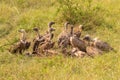 White-backed vultures Gyps africanus scavenging on a carcass, Lake Mburo National Park, Uganda. Royalty Free Stock Photo