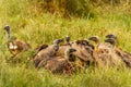 White-backed vultures Gyps africanus scavenging on a carcass, Lake Mburo National Park, Uganda. Royalty Free Stock Photo