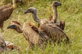 White-backed vultures Gyps africanus scavenging on a carcass, Lake Mburo National Park, Uganda. Royalty Free Stock Photo