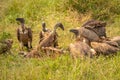 White-backed vultures Gyps africanus scavenging on a carcass, Lake Mburo National Park, Uganda. Royalty Free Stock Photo