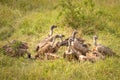 White-backed vultures Gyps africanus scavenging on a carcass, Lake Mburo National Park, Uganda. Royalty Free Stock Photo