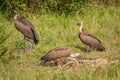 White-backed vultures Gyps africanus scavenging on a carcass, Lake Mburo National Park, Uganda. Royalty Free Stock Photo