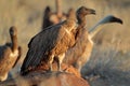 Scavenging white-backed vultures - South Africa Royalty Free Stock Photo