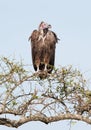 White-backed vultures Gyps africanus Royalty Free Stock Photo