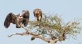 White-backed vultures Gyps africanus Royalty Free Stock Photo