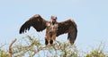White-backed vultures Gyps africanus Royalty Free Stock Photo