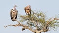 White-backed vultures Gyps africanus