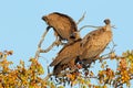 White-backed vultures in a tree Royalty Free Stock Photo