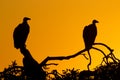 White Backed Vultures (Gyps africanus), South Africa