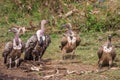 White Backed Vultures (Gyps africanus) South Africa Royalty Free Stock Photo