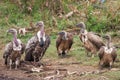 White Backed Vultures (Gyps africanus) South Africa Royalty Free Stock Photo