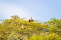 White-backed vultures Gyps africanus in a tree, Lake Mburo National Park, Uganda. Royalty Free Stock Photo