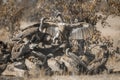 White backed Vultures in Kruger National park, South Africa Royalty Free Stock Photo