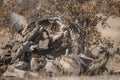 White backed Vultures in Kruger National park, South Africa Royalty Free Stock Photo