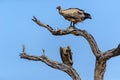 White-backed vultures in Kruger National Park, South Africa Royalty Free Stock Photo